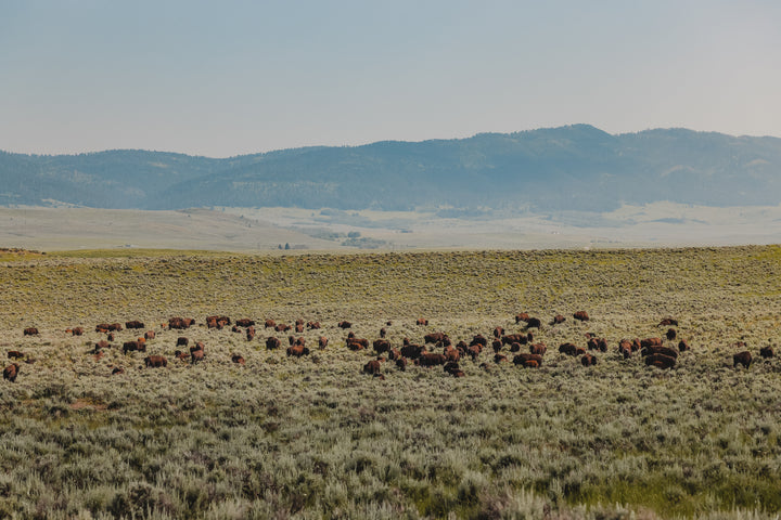 North Bridger Bison | Woodside Podcast