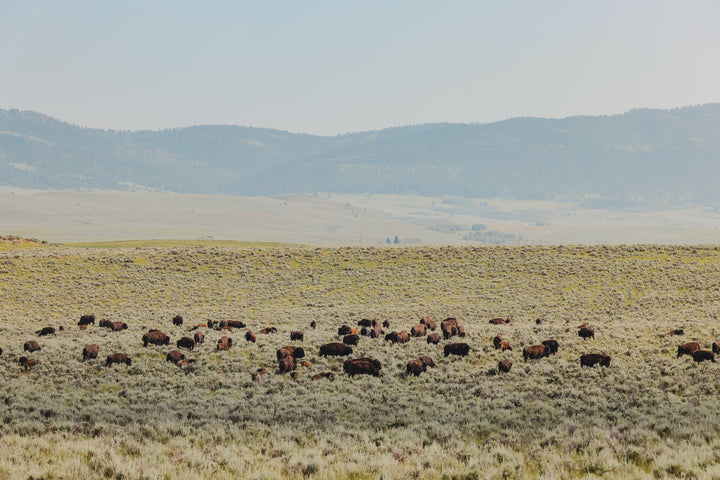 Dinner in the Field at North Bridger Bison