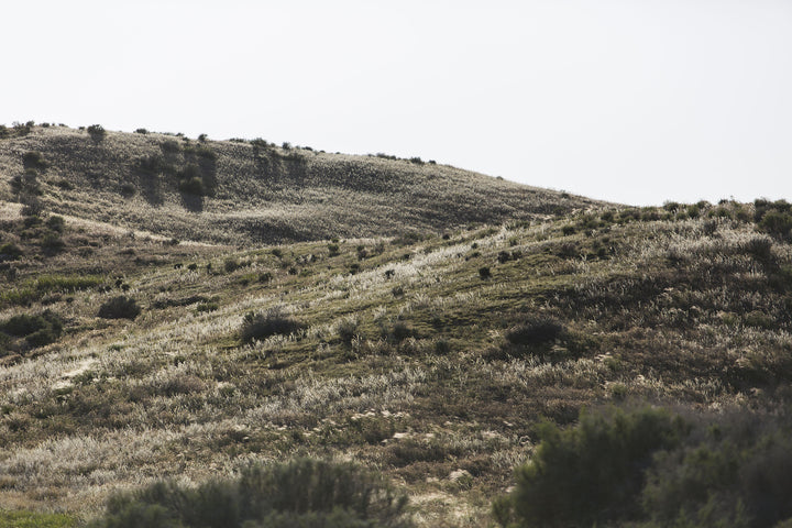 Carrizo Plain  Back-Country .22