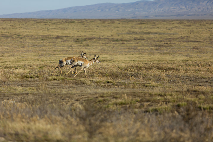 Carrizo Plain  National Monument