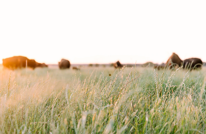 Bison Field Harvest