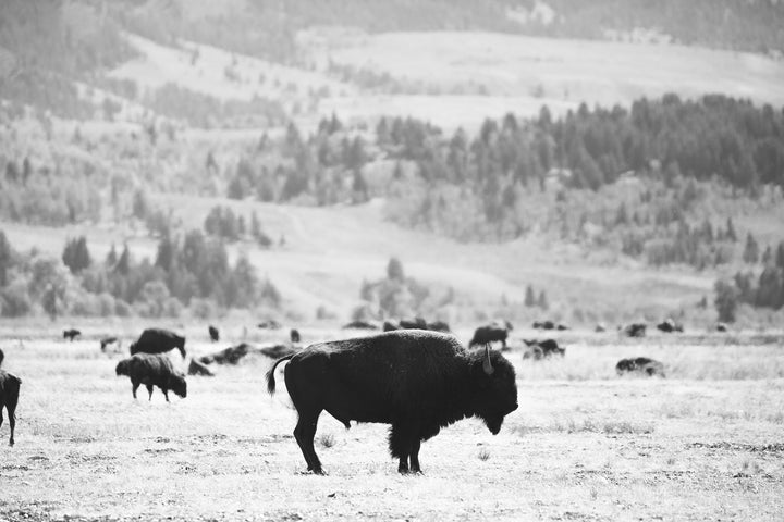 Hiding a Bison Herd