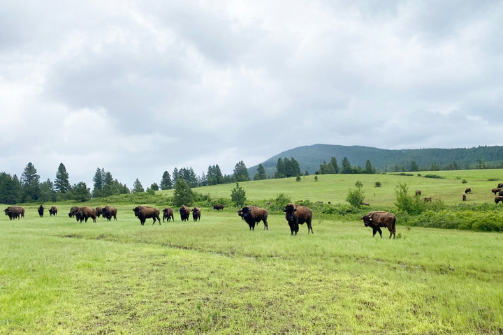 I Bought A Whole Bison (And You Should Too)