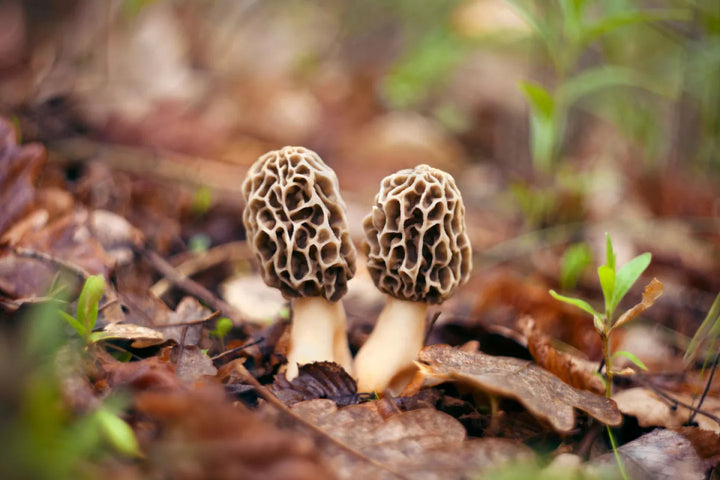 Reconstituting Dehydrated Mushrooms:
