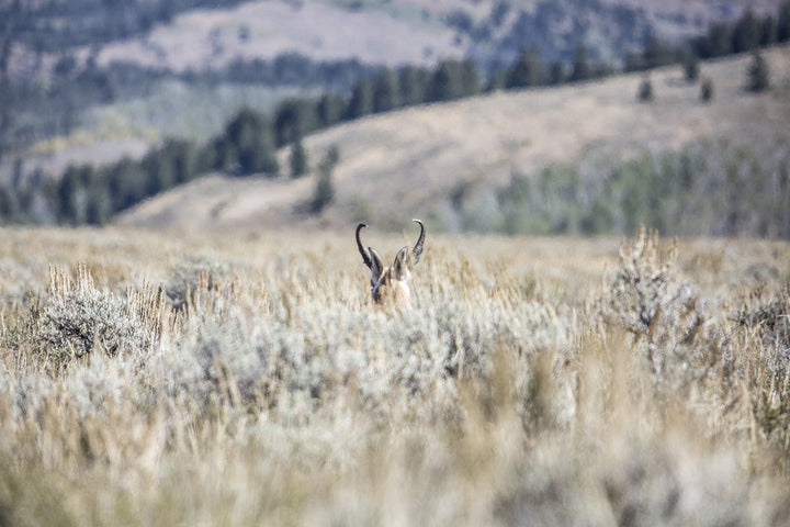 Pronghorn Slip