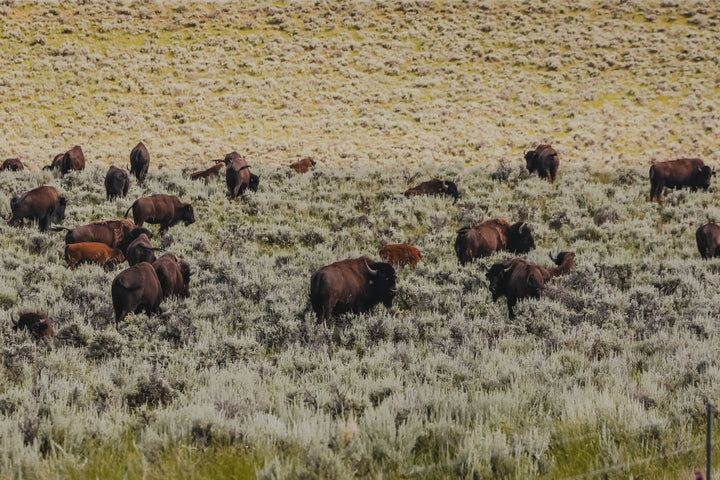Ranger Bison